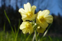/album/rostliny/p1620483-3-2-jpg/