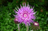 /album/rostliny/p1010094-jpg/
