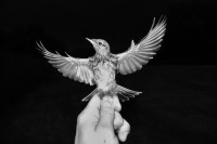 /album/ornitology/p1110928-uprbw-jpg/