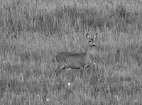 /album/fotogalerie-fotogalerie/dscn1510-upr-bw-jpg/