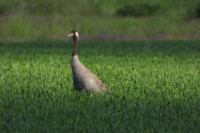 /album/fotogalerie-fotogalerie/dscn1564-upr-jpg/