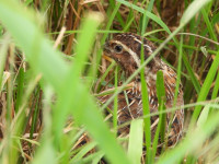 /album/fotogalerie-fotogalerie/dscn1730-jpg/