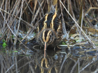 /album/fotogalerie-fotogalerie/dscn1872-upr2-jpg/