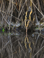 /album/fotogalerie-fotogalerie/dscn1877-upr-jpg/