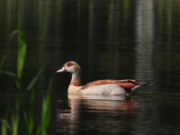 /album/fotogalerie-fotogalerie/dscn1562-jpg/