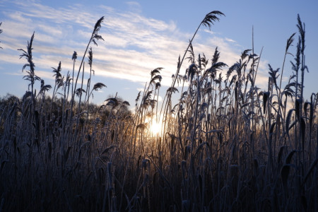 Kouzlo mrazivého rána v rákosí