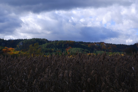 Kontrasty podzimu z rákosí