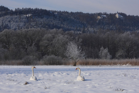 Labutě na sněhu 2