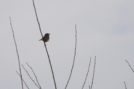 Modráček si zpívá