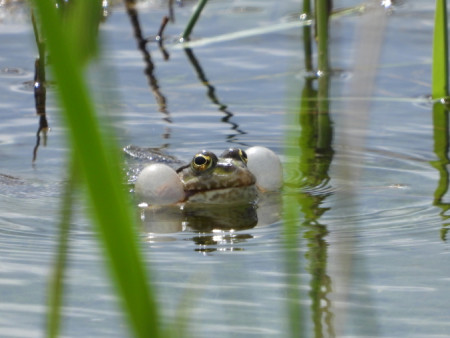 Skokan skřehotá...