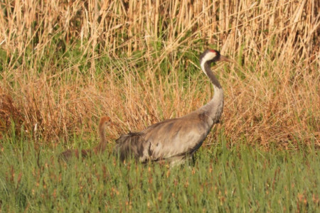 Výletující jeřáb s mládětem