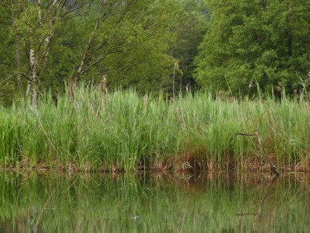 Ledňáček říční na tůni 3