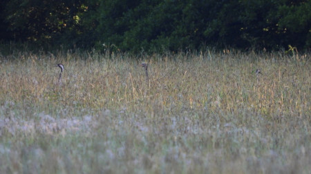 Jeřáb rodinka v psárkové louce