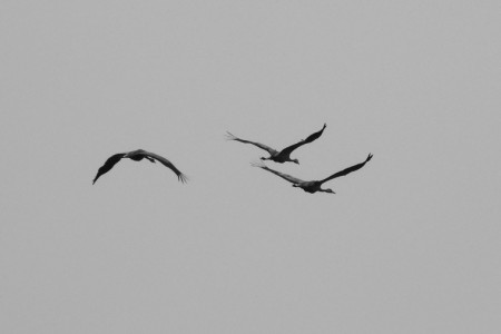 Jeřábí rodinka v letu