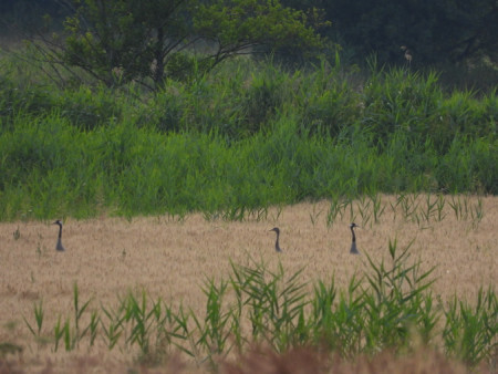 Jeřábí rodinka v obilí 1