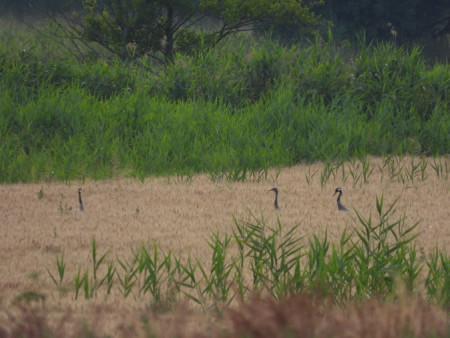 Jeřábí rodinka v obilí 2