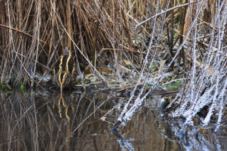 Slučka malá v mrazovém království 1