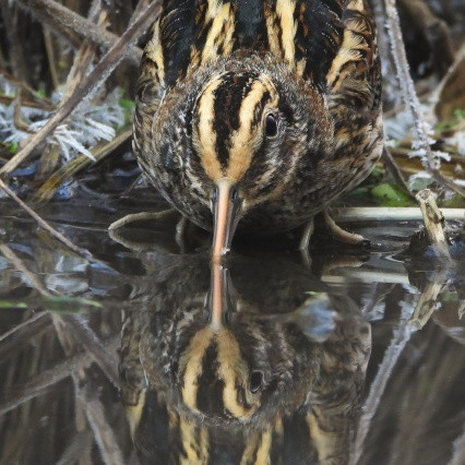 Slučka - portrétní foto