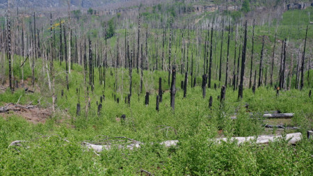 Atmosféra Českého Švýcarska po požáru 1