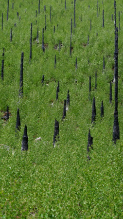 Atmosféra Českého Švýcarska po požáru 2
