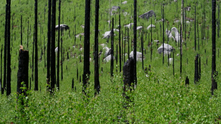 Atmosféra Českého Švýcarska po požáru 3