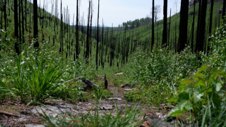 Atmosféra Českého Švýcarska po požáru 5