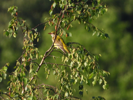 Samice žluvy hajní